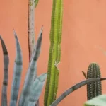 Hortus Botanicus Amsterdam